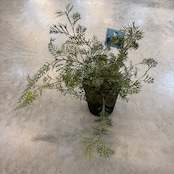 グレビレア クリームパッション【731】