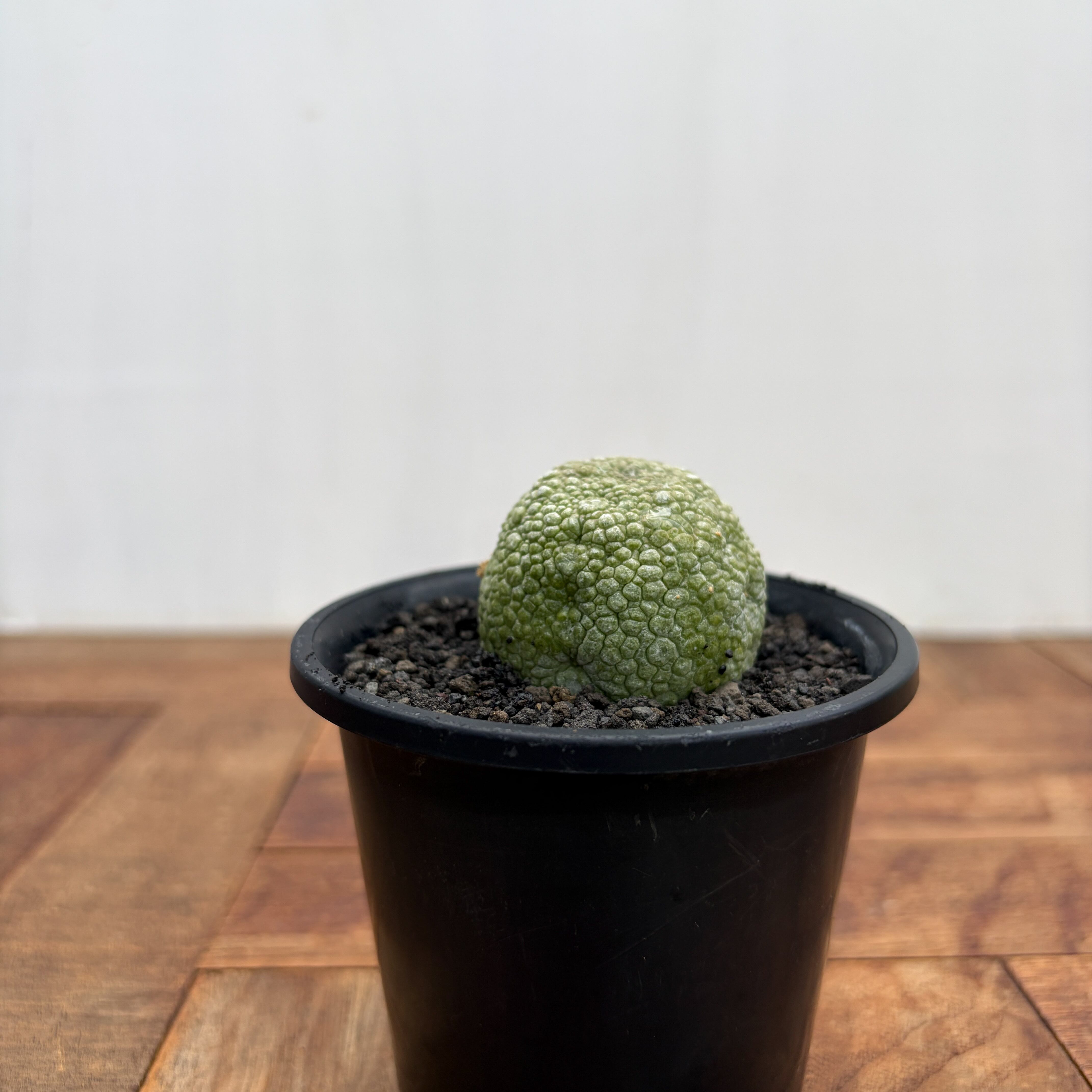 Pseudolithos migiurtinus 【プセウドリトス・ミギウルティヌス・実生