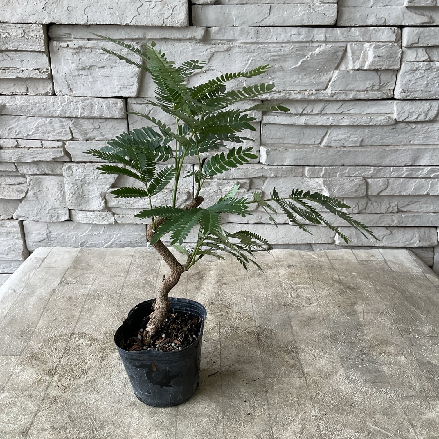 観葉植物】カンナ シュトゥットガルト | 橋本種苗園