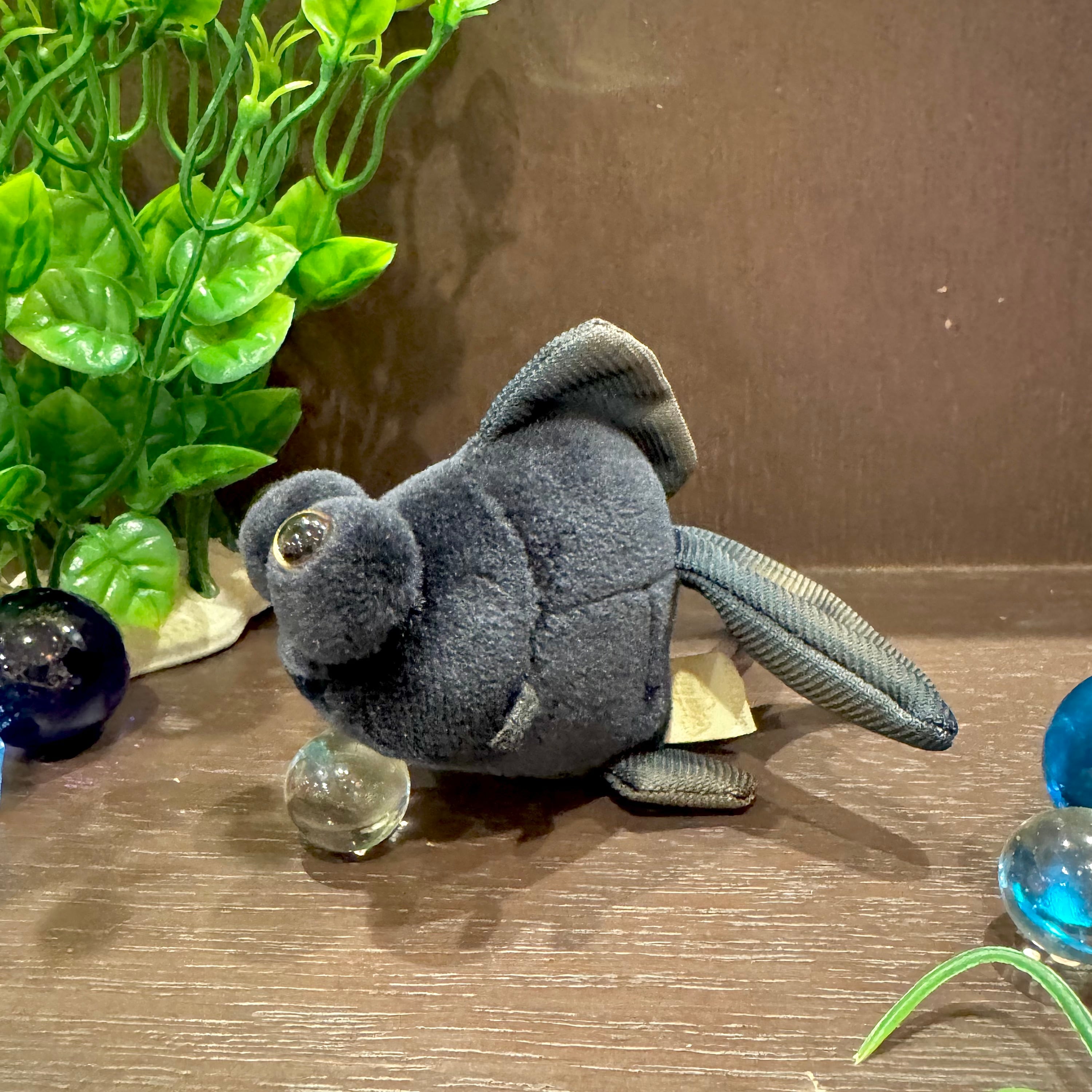 出目金ちゃん ①出目金編】金魚の種類についてあれこれ【思い出話】 | ペット