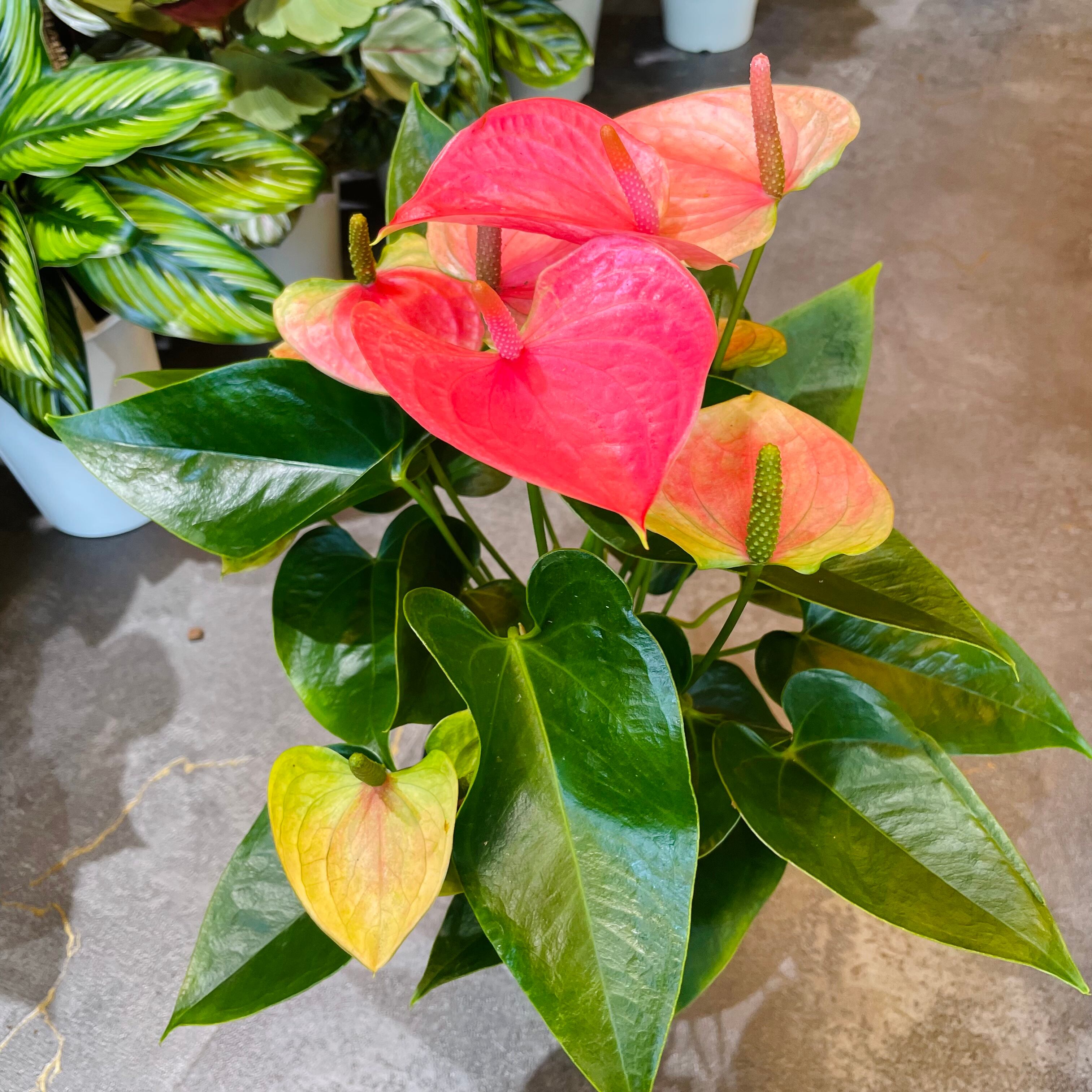 アンスリウム ピンク5号 Green Vibes 宇都宮市の観葉植物専門店 アンスリウム ピンク5号 Green Vibes 宇都宮市の観葉植物専門店