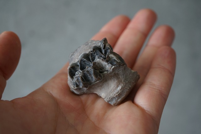 メリコイドドン歯化石　Merycoidodon　1056