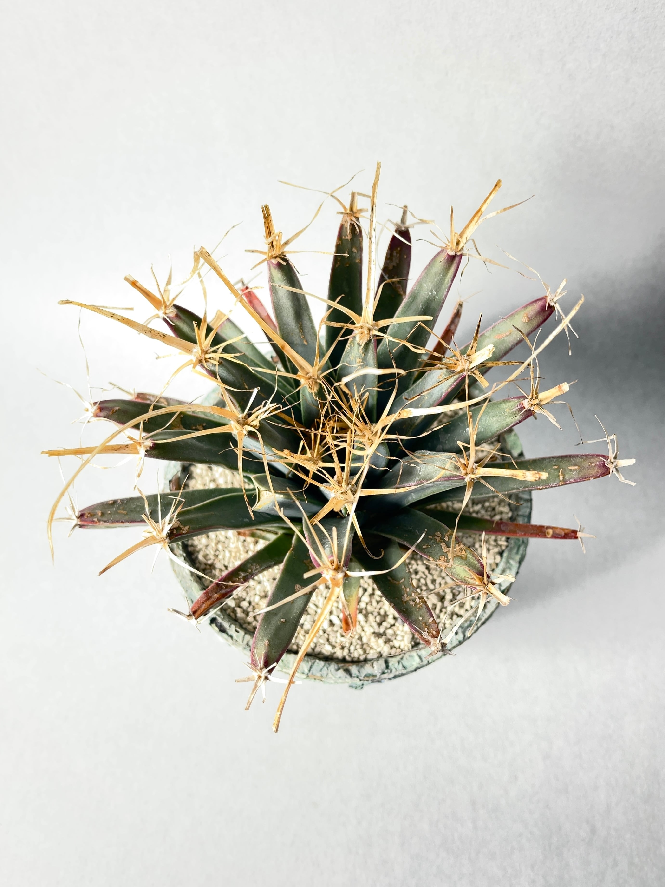 レウクテンベルギア・晃山 | trigger