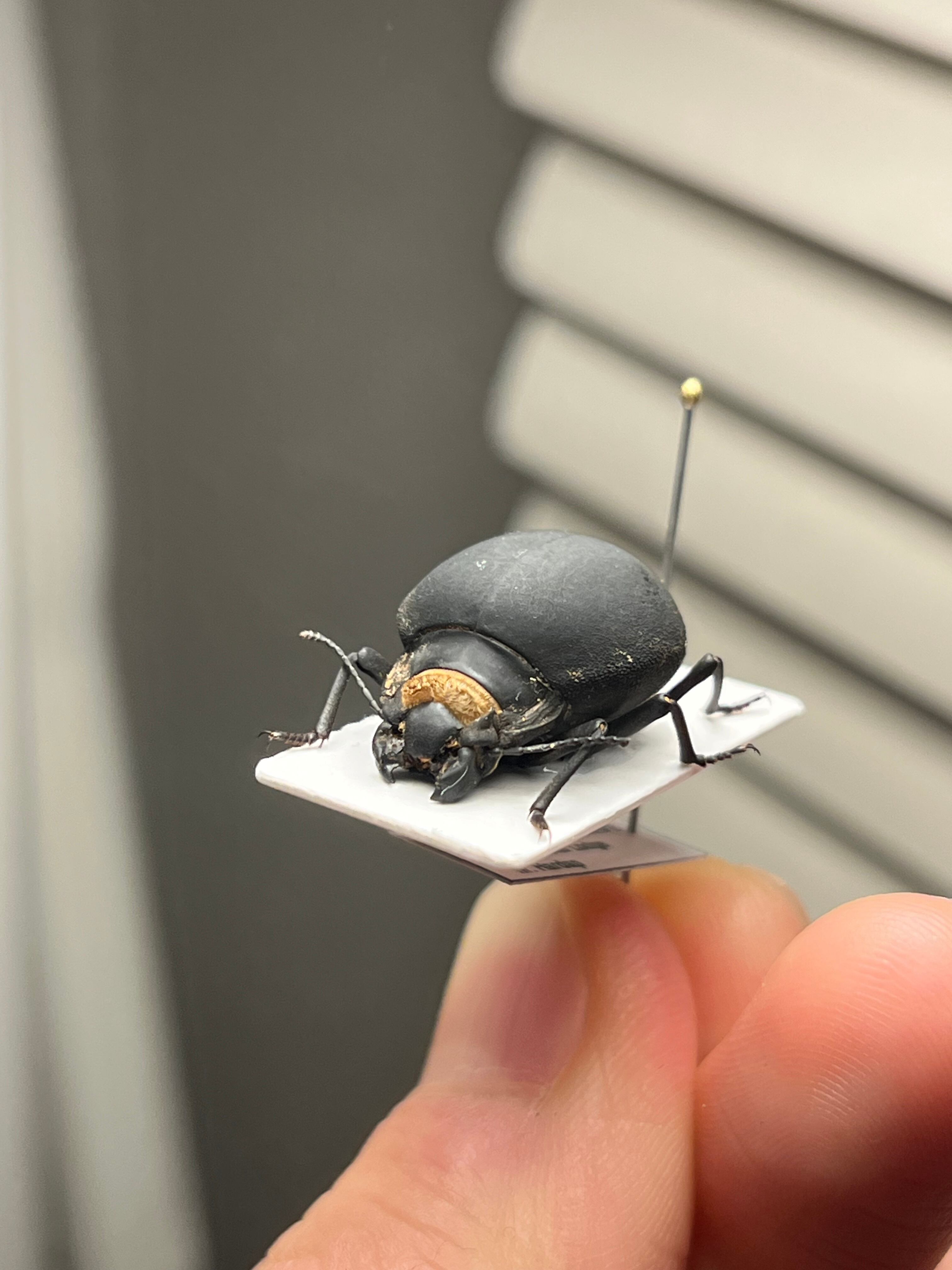 19mm】マエガミパッツンゴミムシダマシ バケモノカオナシ