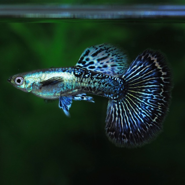 上物プラチナダークドラゴン　1ペア