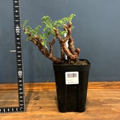 ぺラルゴニウム　アルテルナンス【770】