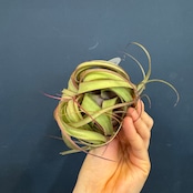 チランジア エリックノブロック【363】