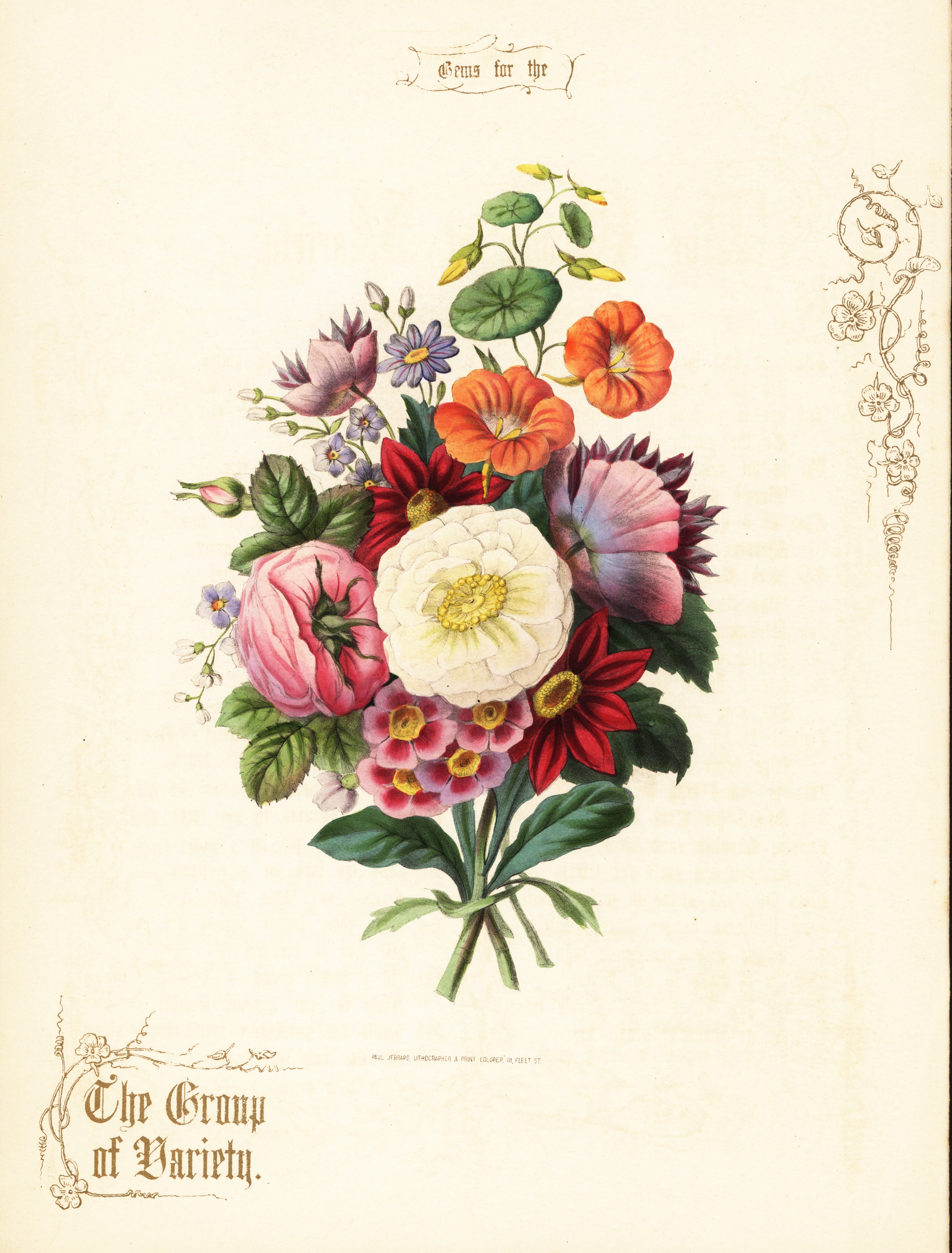 ボタニカルアート・植物画のポスター | J Jeffery POSTER