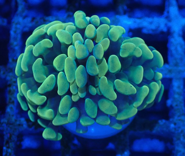 ParaAncora YellowGreen 3