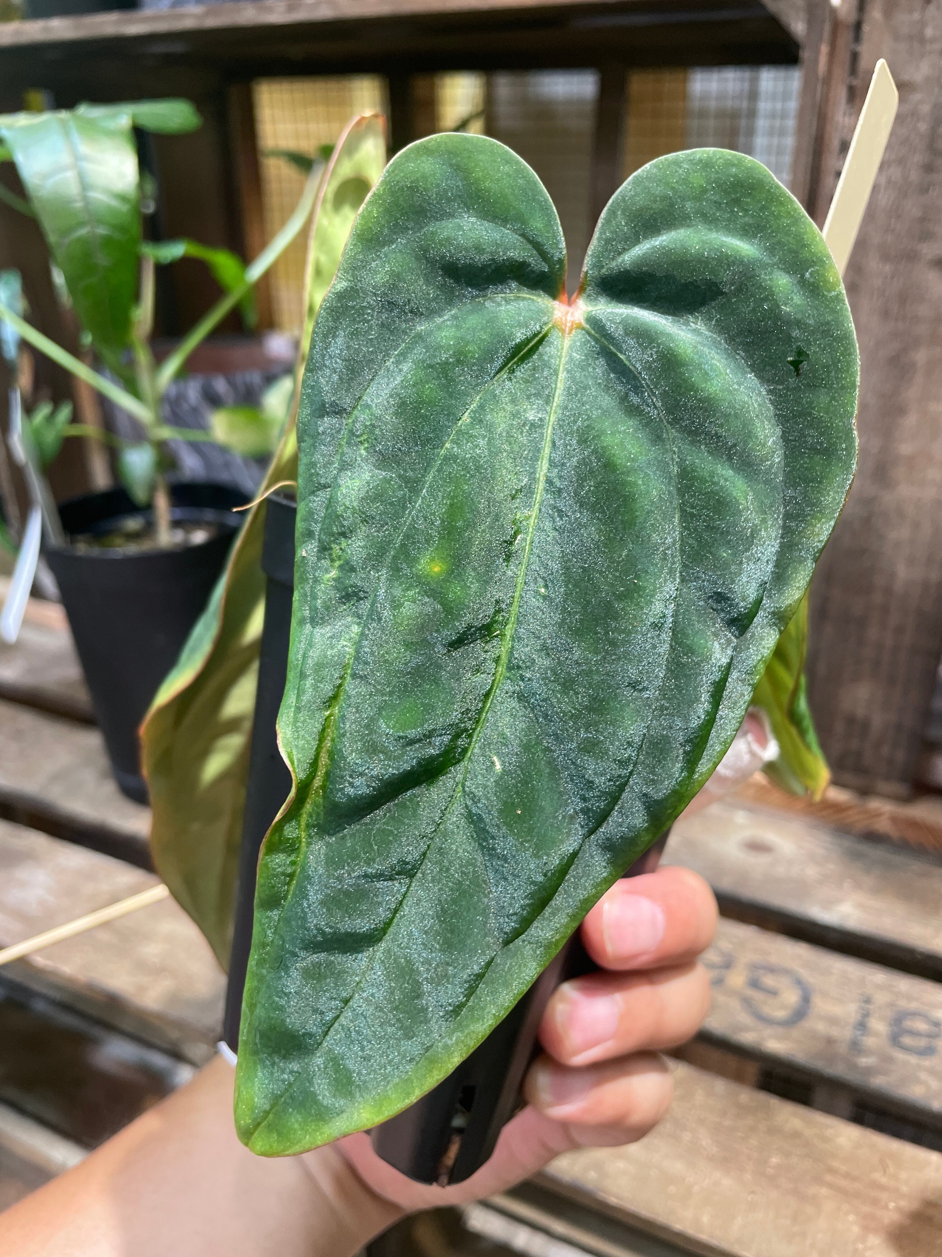 アンスリウムantolakii Tezula✖️（dark mama✖️RVDP） 【公式通販】