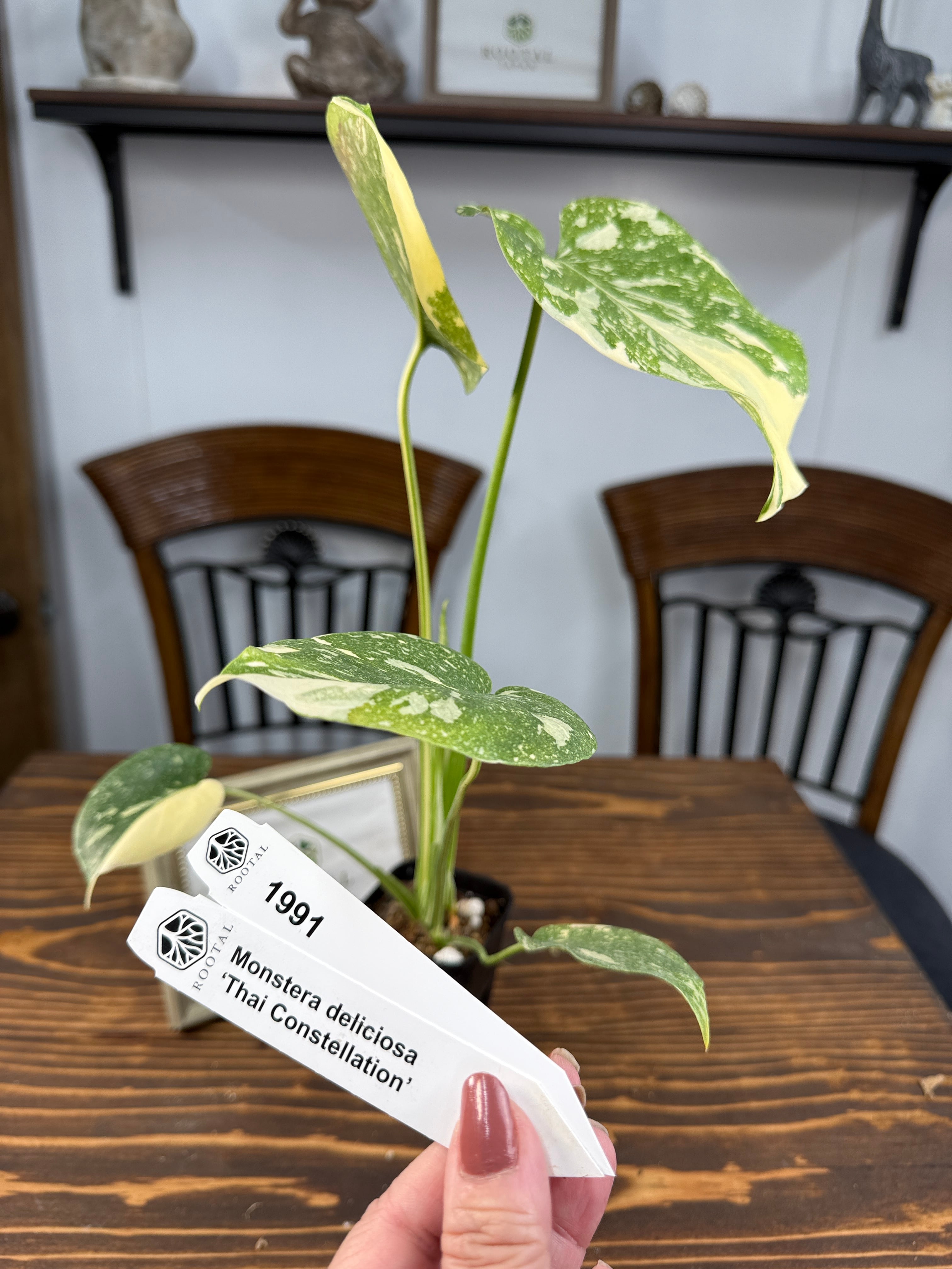 ☆1991【極美の斑】モンステラ デリシオーサ タイコンステレーション