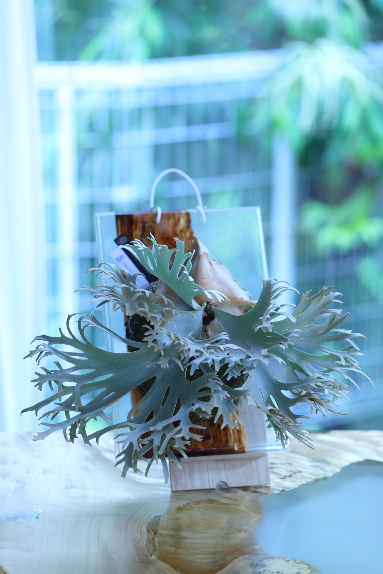 P.Willinckii White Feather