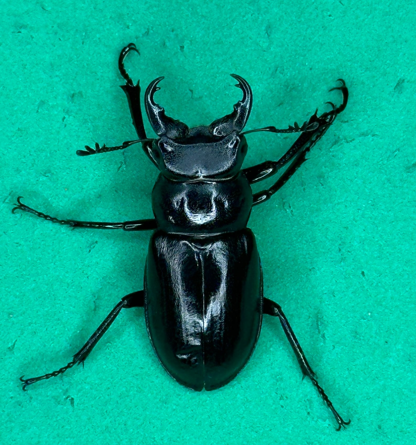 ミクラミヤマ大型血統 神津島産訳あり成虫ペア | ネイチャーフィール