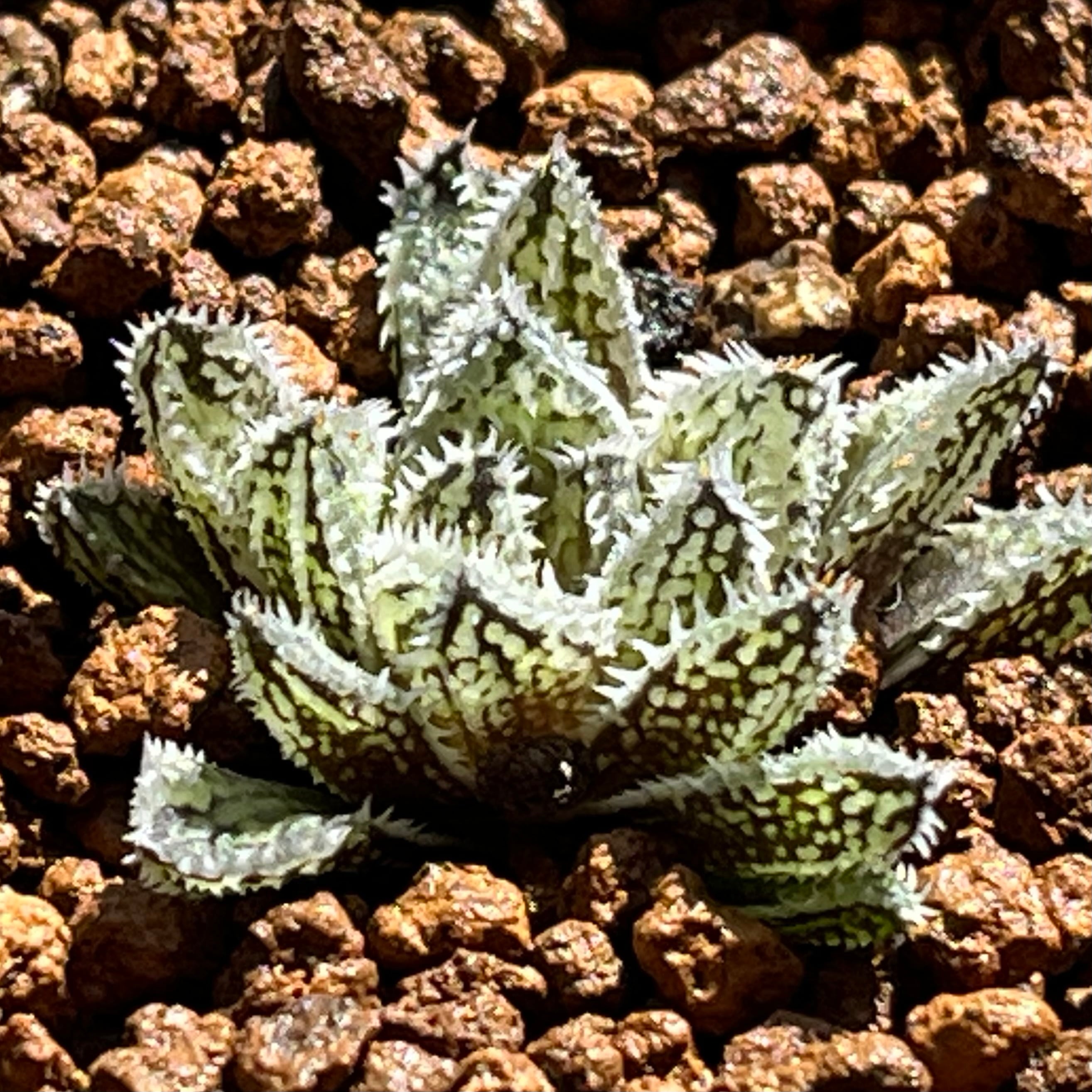 ハオルチア スターズフェアリー | mocono_plants