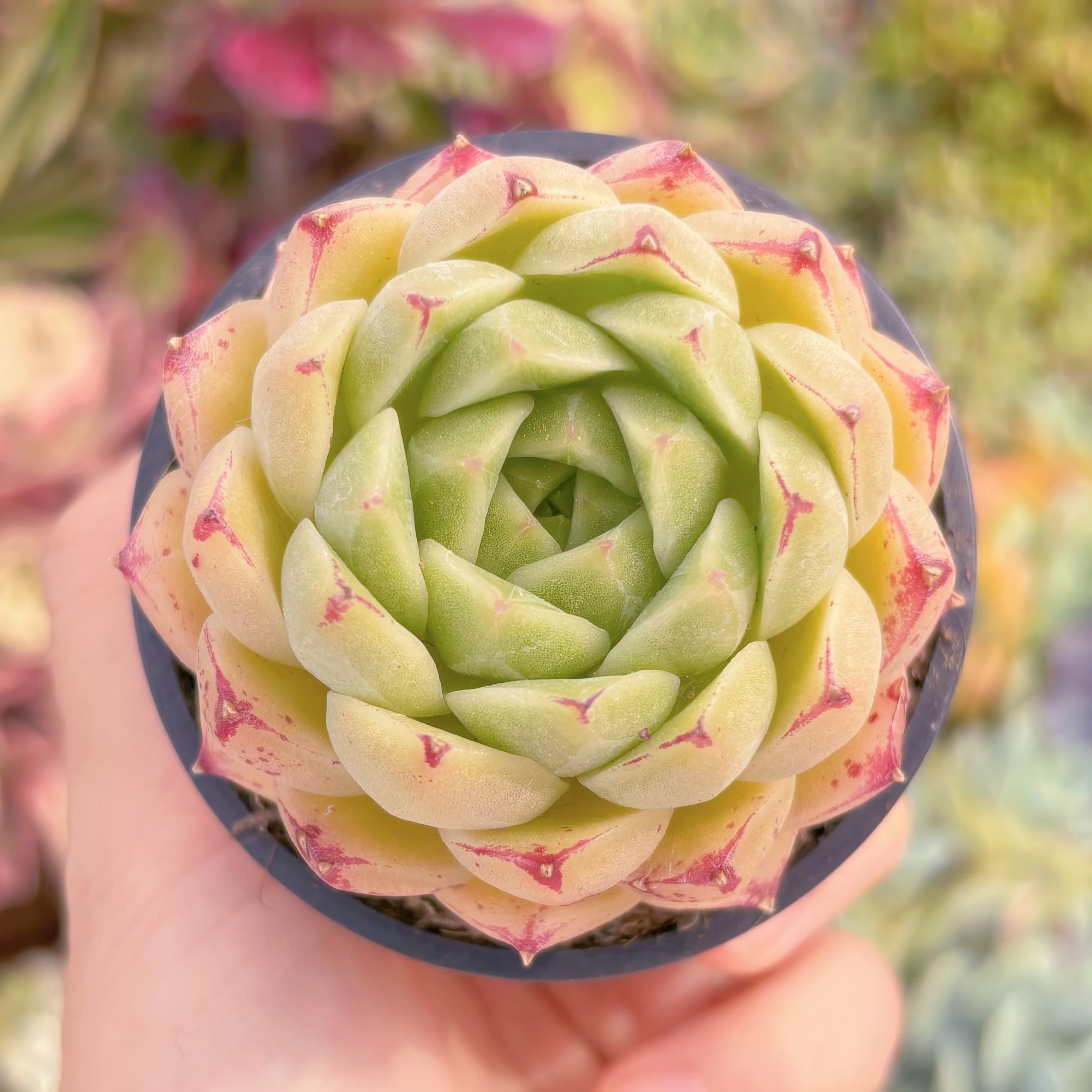 現品　楓の葉#223　るる農園