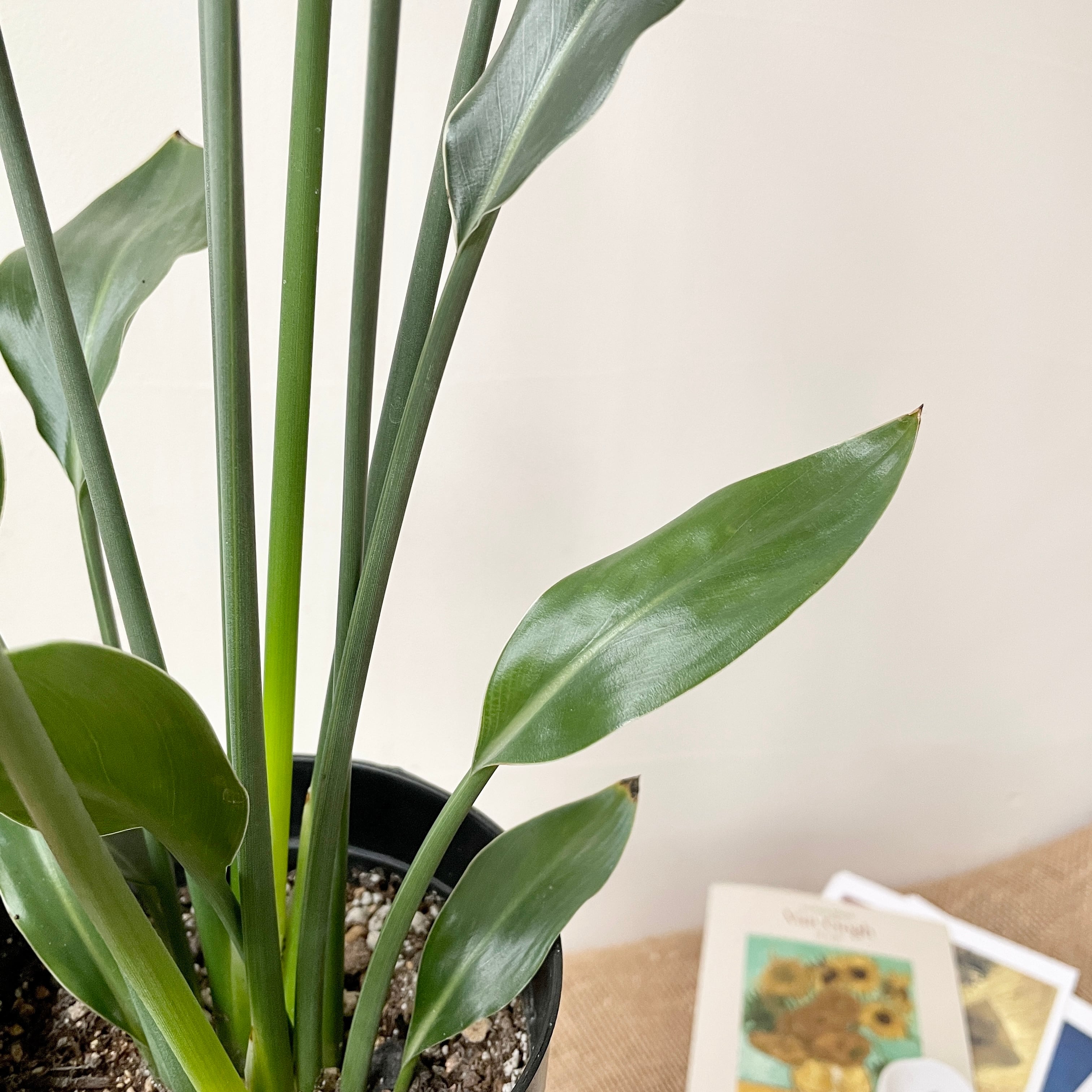 観葉植物 ストレリチア ノンリーフ ユンケア 極楽鳥のような花が咲く 一点もの 現品発送 Borle Plants ボーレ プランツ