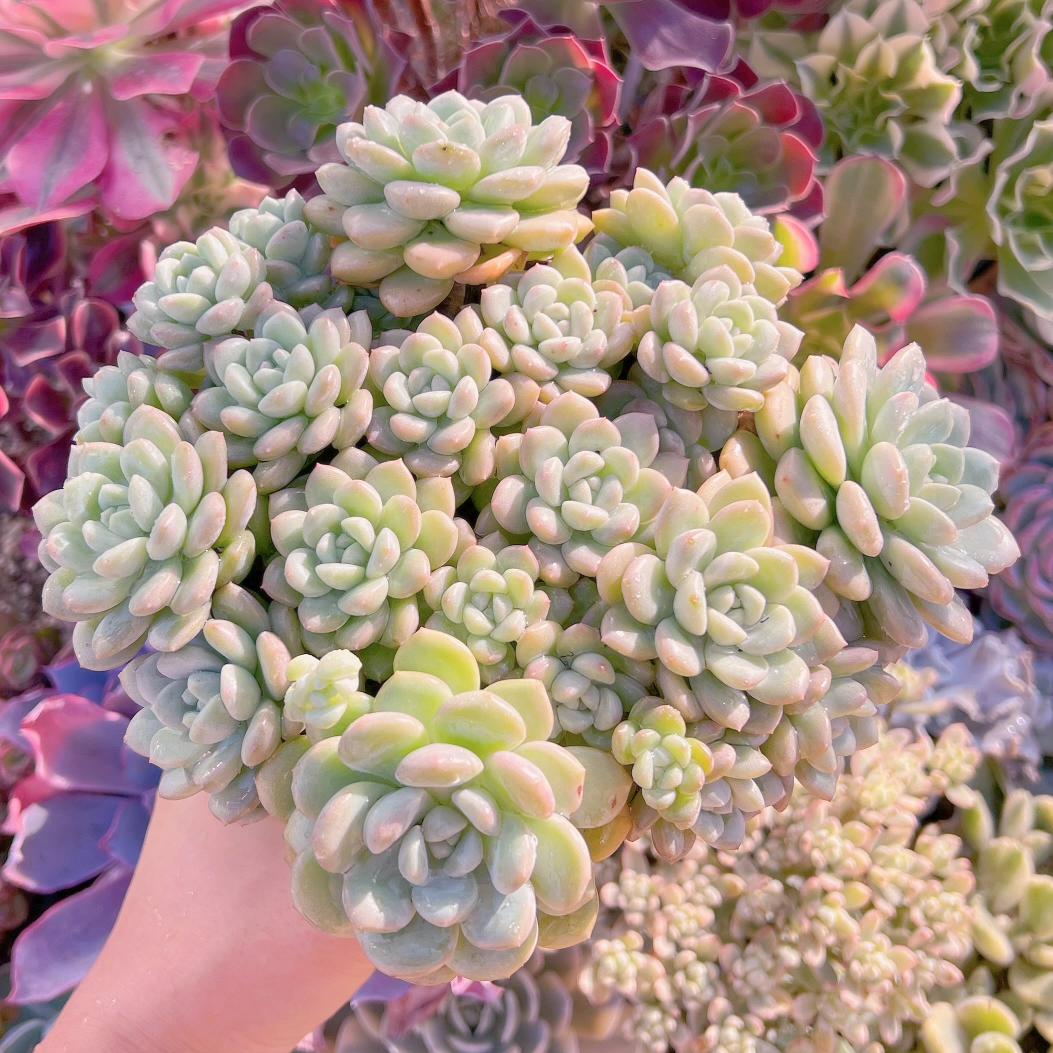 現品lest one　新品種　玉兎#754　新入荷　レア特特大群生20cm　るる農園