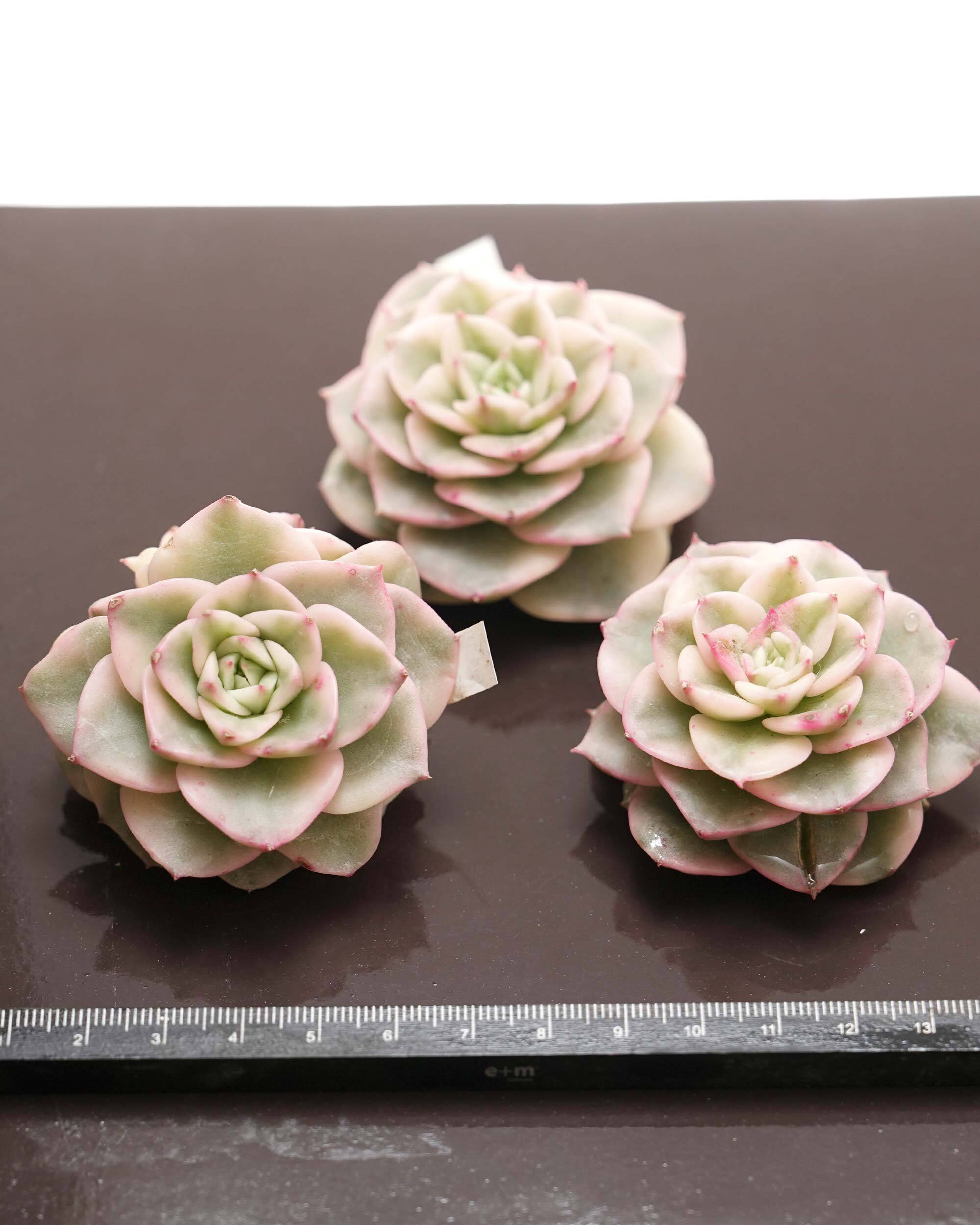 カット苗 ヌダ錦 Echeveria nuda f.variegata | PUKUBOOK SUCCULENTS