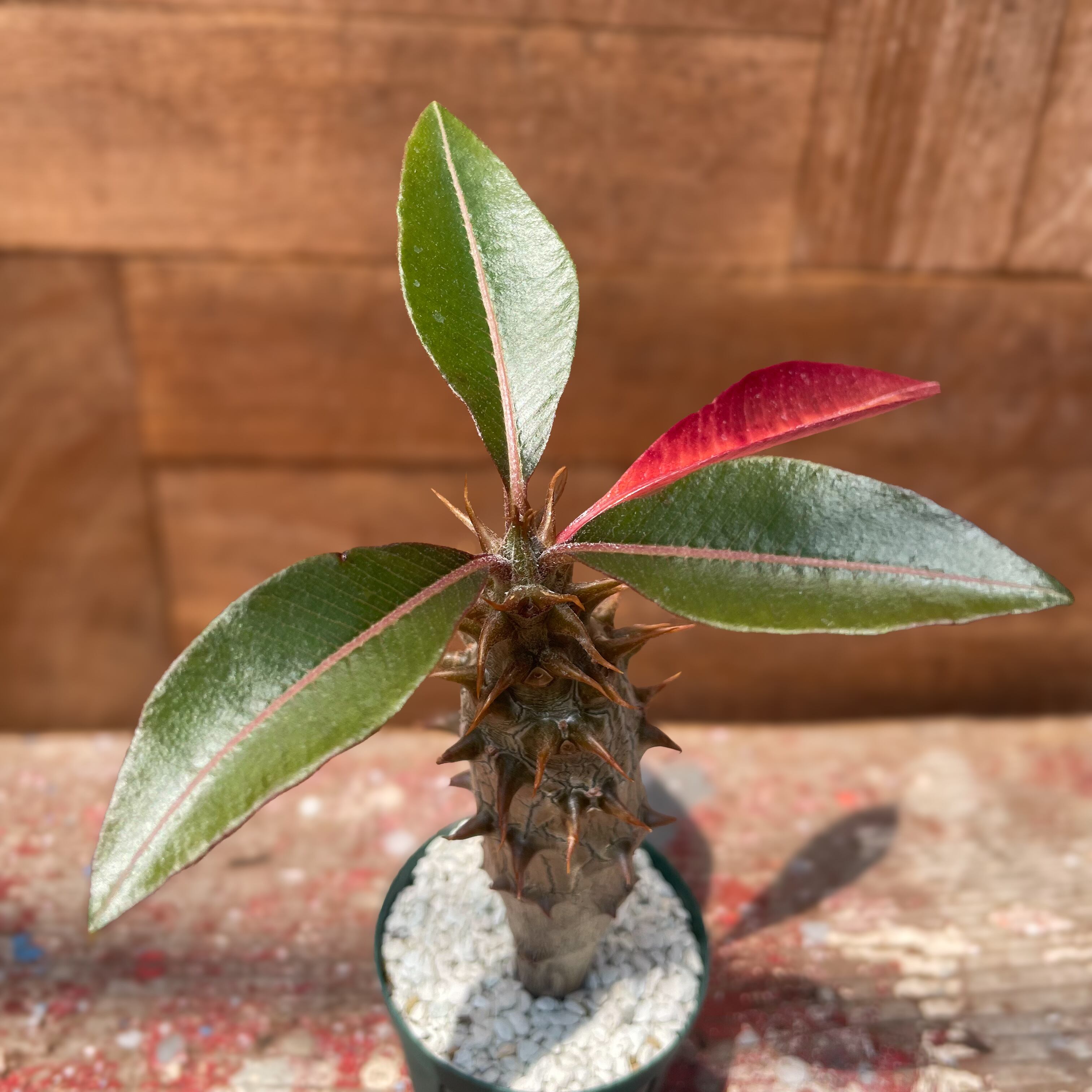 Pachypodium baroniik【パキポディウム・バロニー・実生】 | RIMO 