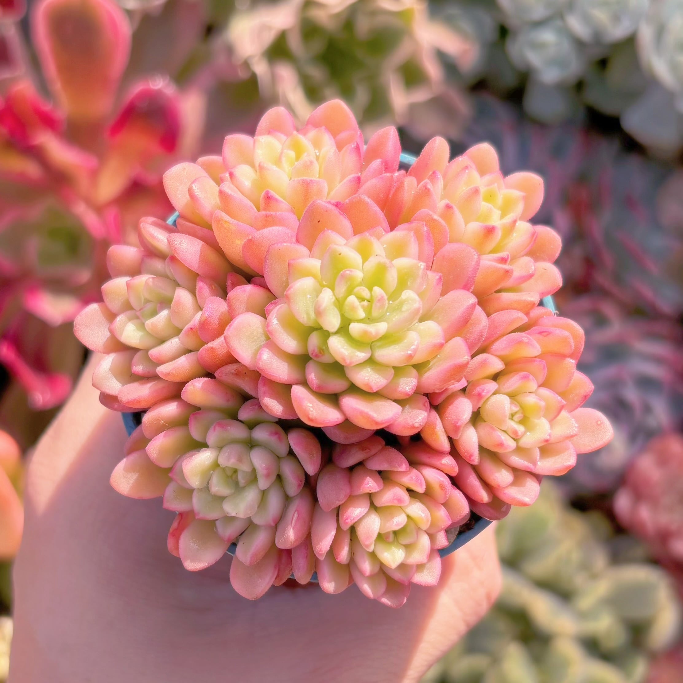 多肉植物　ジョイスタロック錦(6頭)　新入荷　るる農園