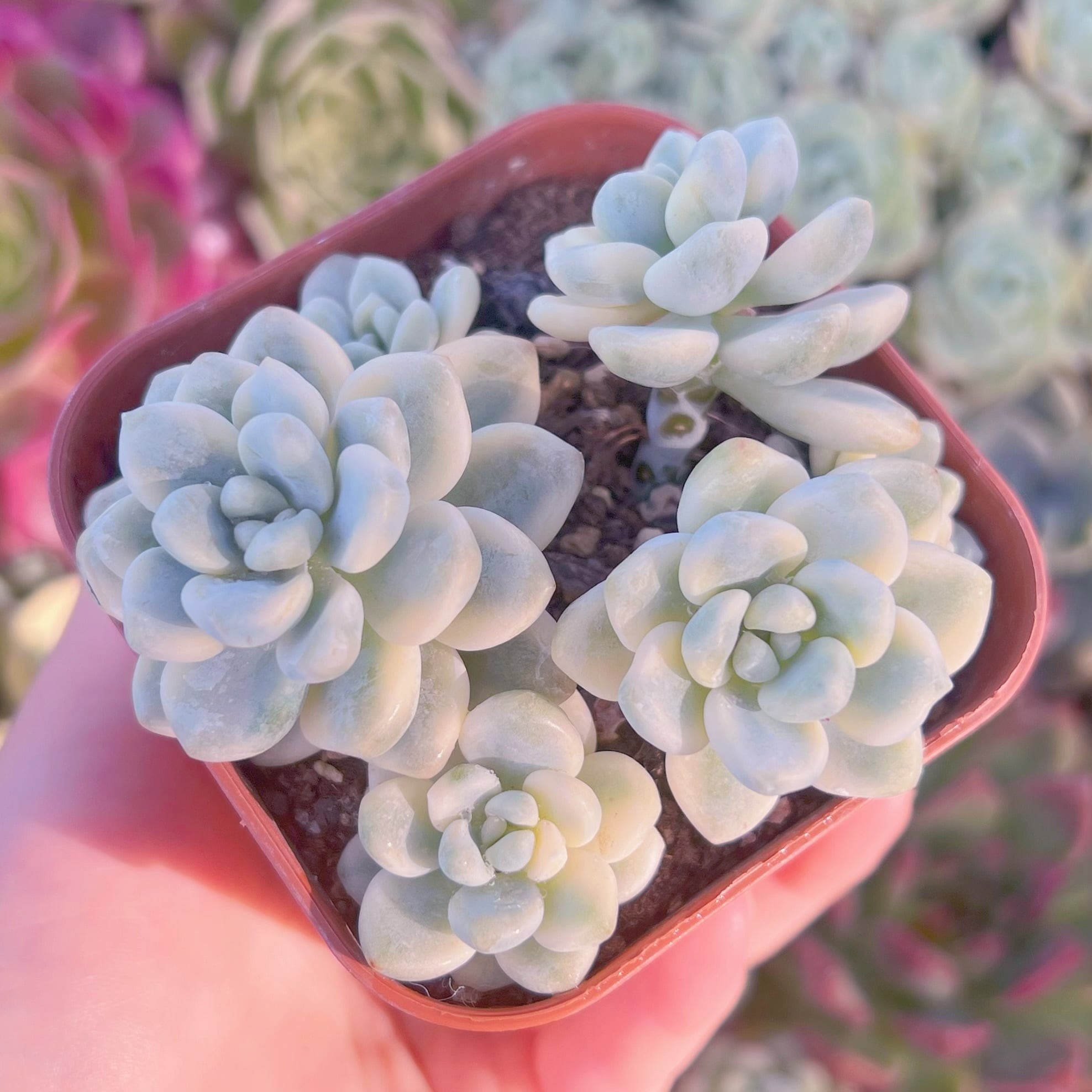 現品　ラウル錦#016　るる農園