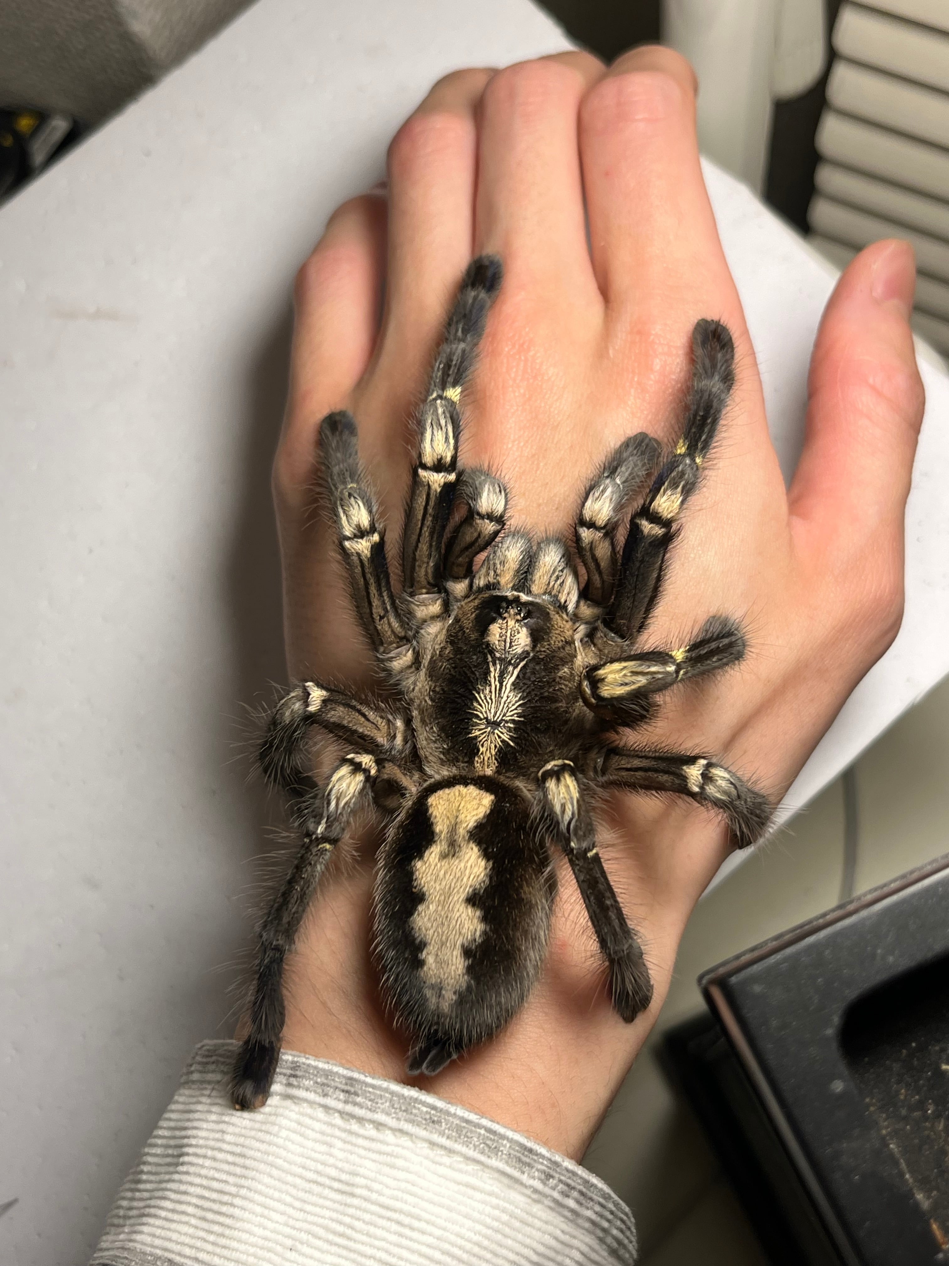 Poecilotheria | オモニキチュウ