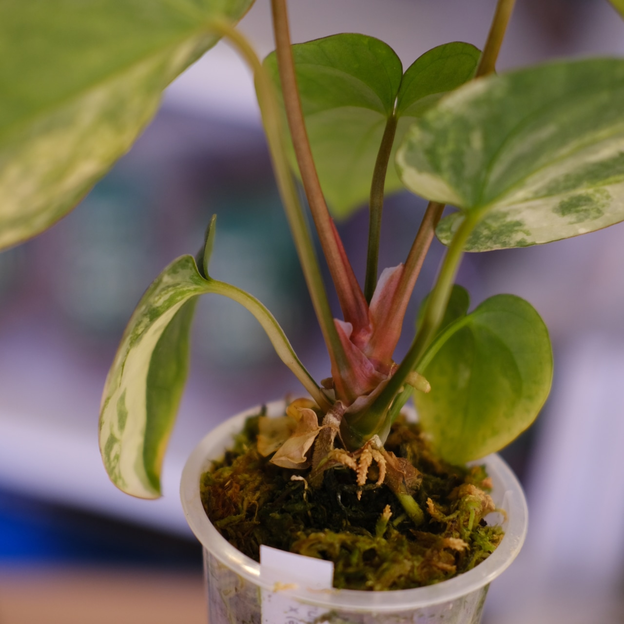 Anthurium (Papililaminum variegated × Crystallinum marble) × (Besseae × Papililaminum)⑦|アンスリウム|観葉植物
