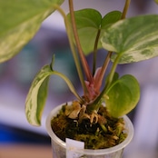 Anthurium (Papililaminum variegated × Crystallinum marble) × (Besseae × Papililaminum)⑦|アンスリウム|観葉植物