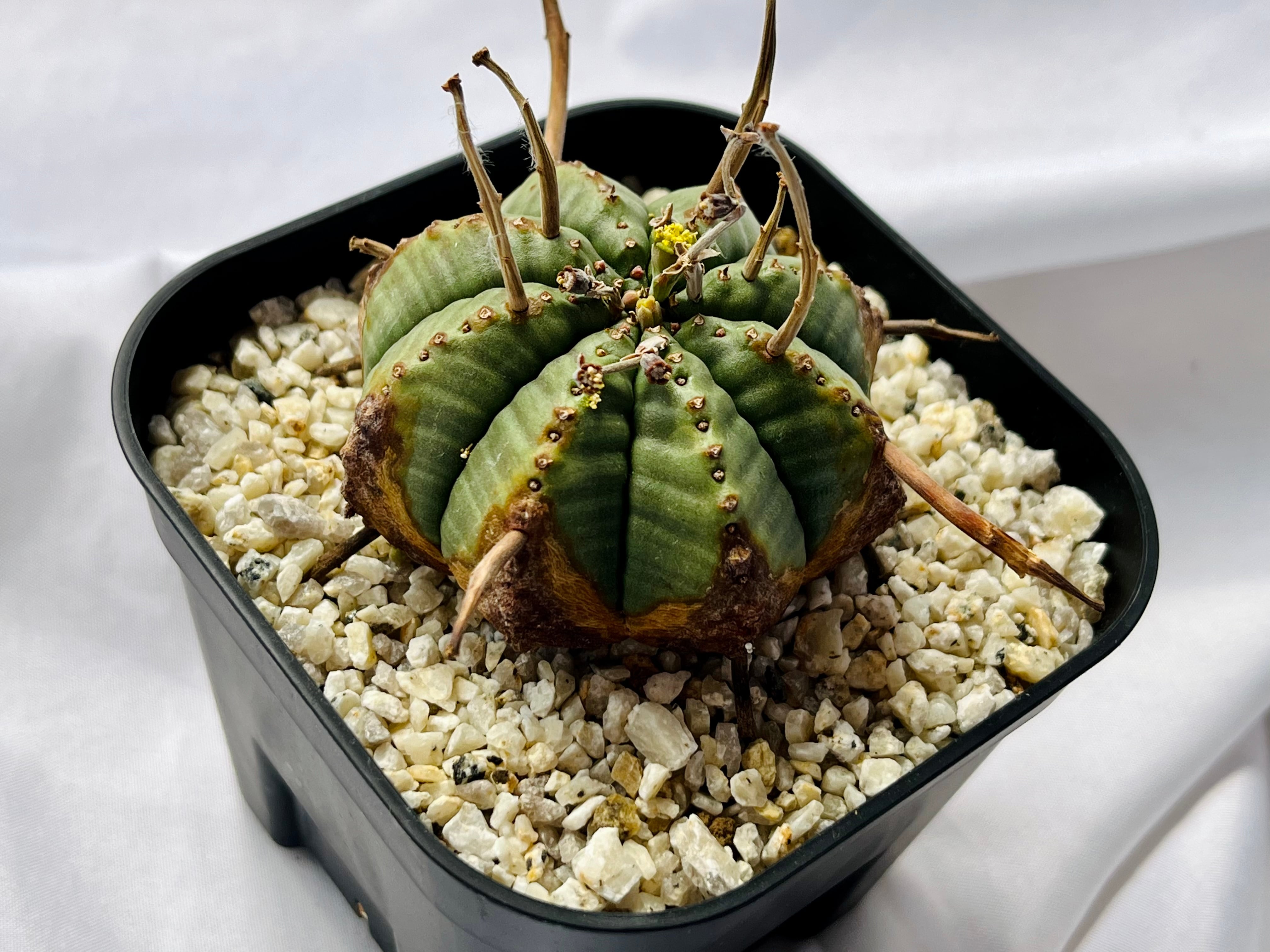 Euphorbia valida ユーフォルビア バリダ 多肉植物 | plants MARU