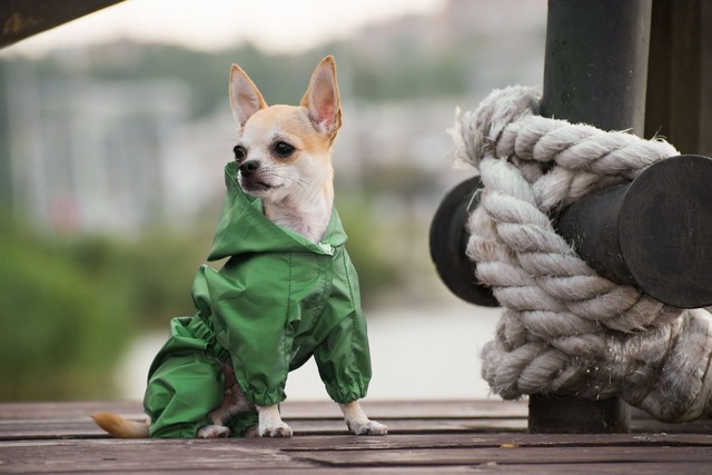 犬服（レインコート）