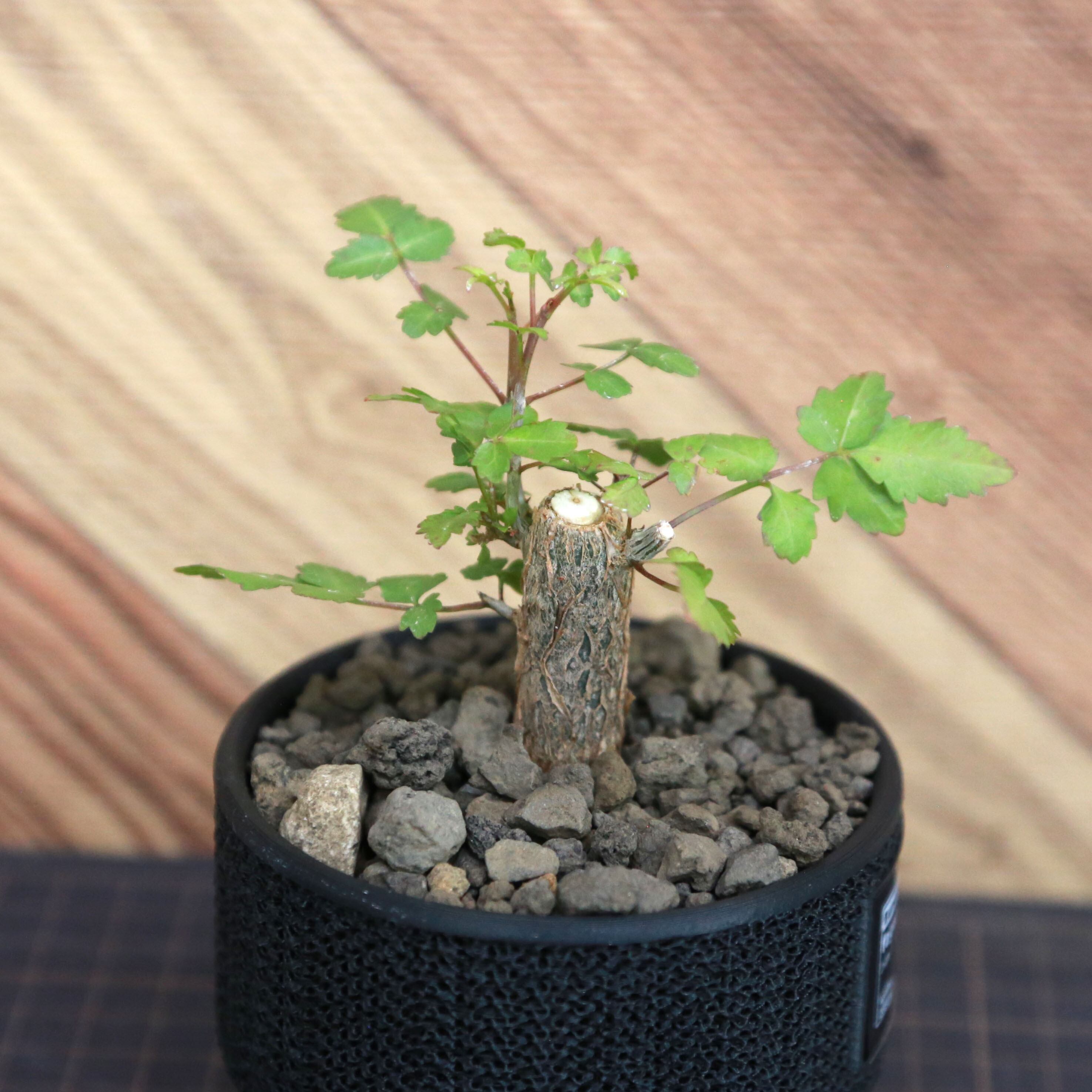 Bursera fagaroides ブルセラ ファガロイデス / 小株(3号鉢)/Lot.002