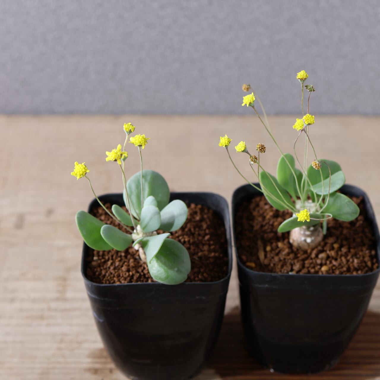 506『オトンナ ピグマエア』観葉植物【送料無料】 | MARX PLANTS