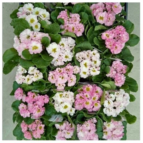 プリムラ:ジュリアン・ロゼアピンク (3.5号)半八重咲きプリムラ 寄せ植え 花壇 鉢植え お洒落 オシャレ 可愛い 冬の花