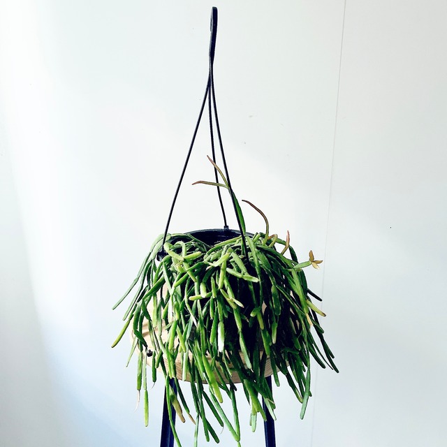 色づく希少種＊リプサリス ピンクサリー＊ハンギング 観葉植物 calm cafe