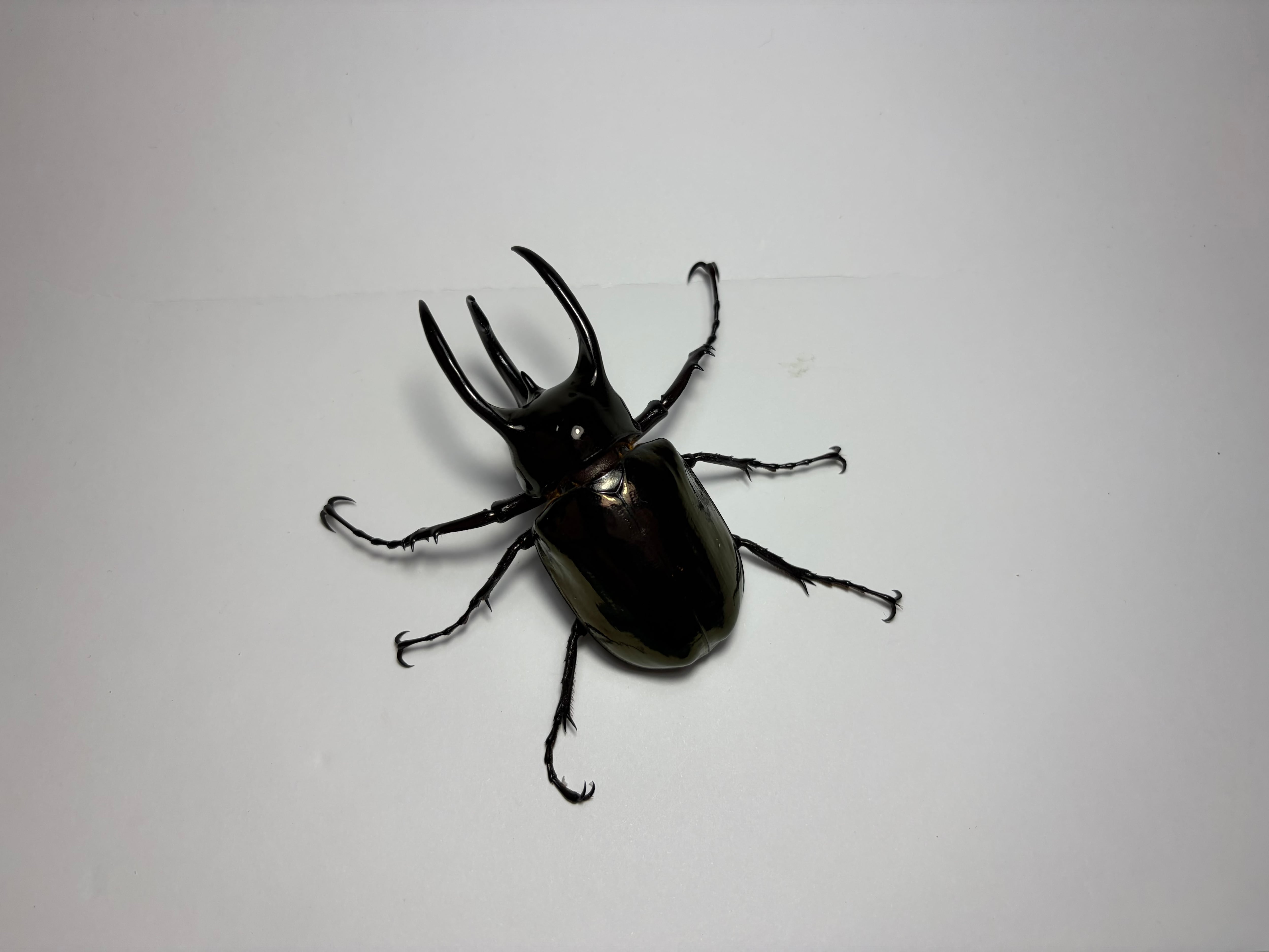 色残抜群】トゲアクマツユムシ リオック 直翅類 カマキリ マンティス