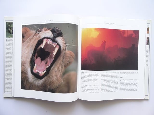 洋書◆アフリカの野犬写真集 本 いぬ 動物 ボツワナ オカバンゴデルタ 洋書◇アフリカの野犬写真集 本 いぬ 動物 ボツワナ オカバンゴデルタ