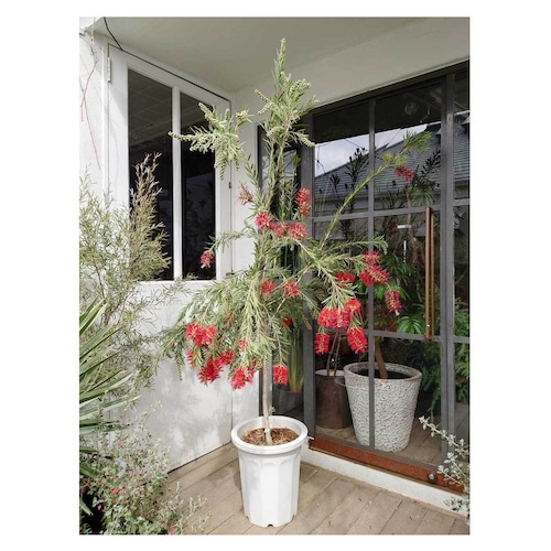 Callistemon 'Dawson River'