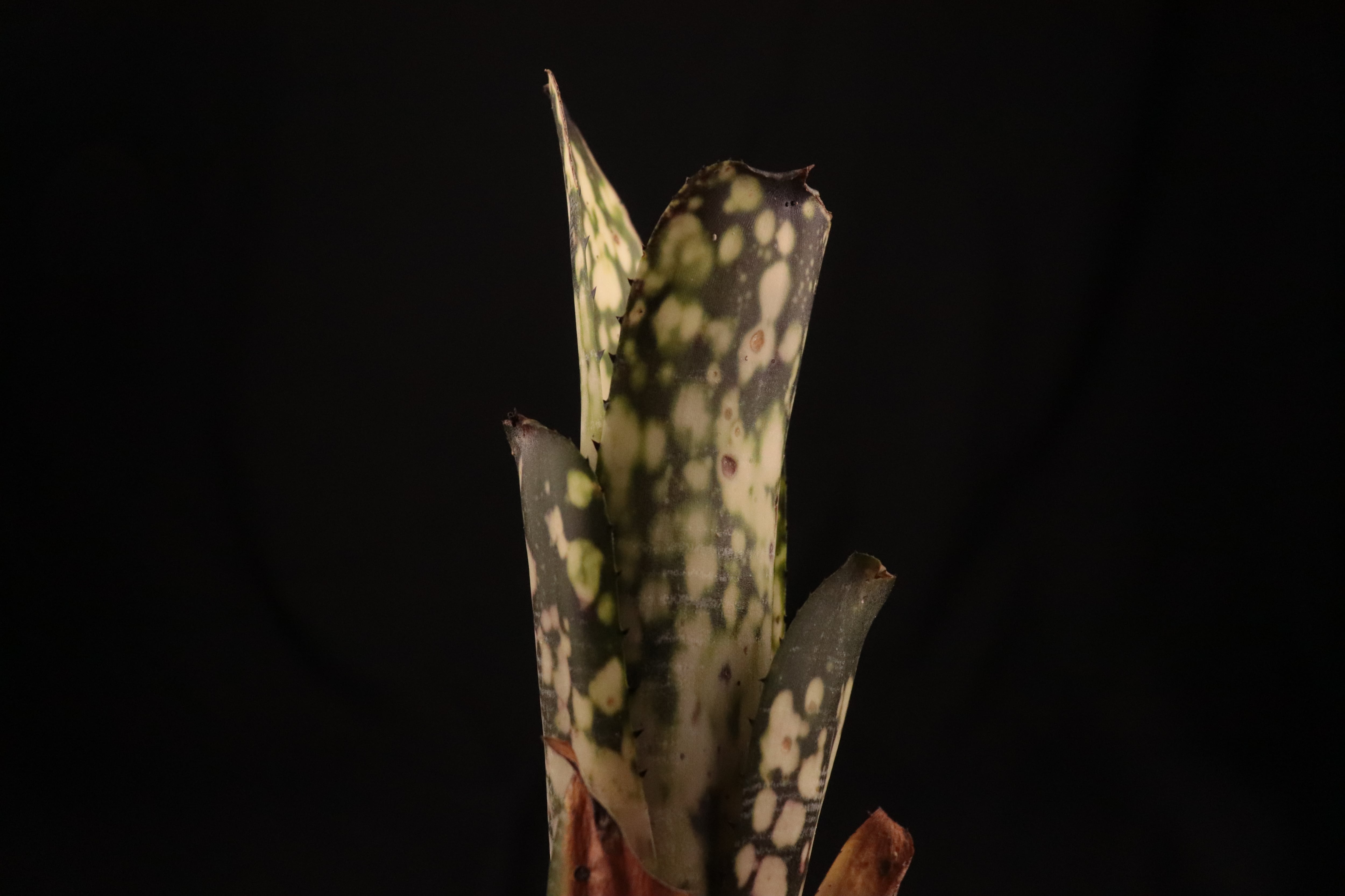 reserved】Billbergia 'Talbot fruit cake'〔ビルベルギア〕現品発送