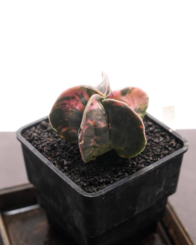 抜き苗 アストロフィツム 碧瑠璃鸞鳳玉錦 Astrophytum myriostigma var.nudum f.variegata