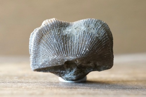 Hebertella sinuata 化石