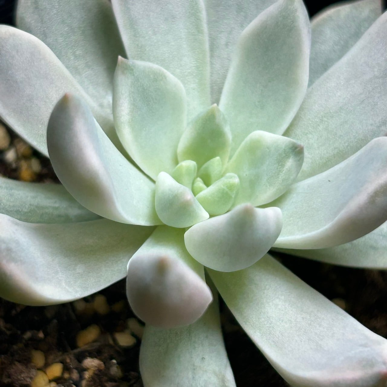 紅夕月錦 | RuPo 多肉植物専門店