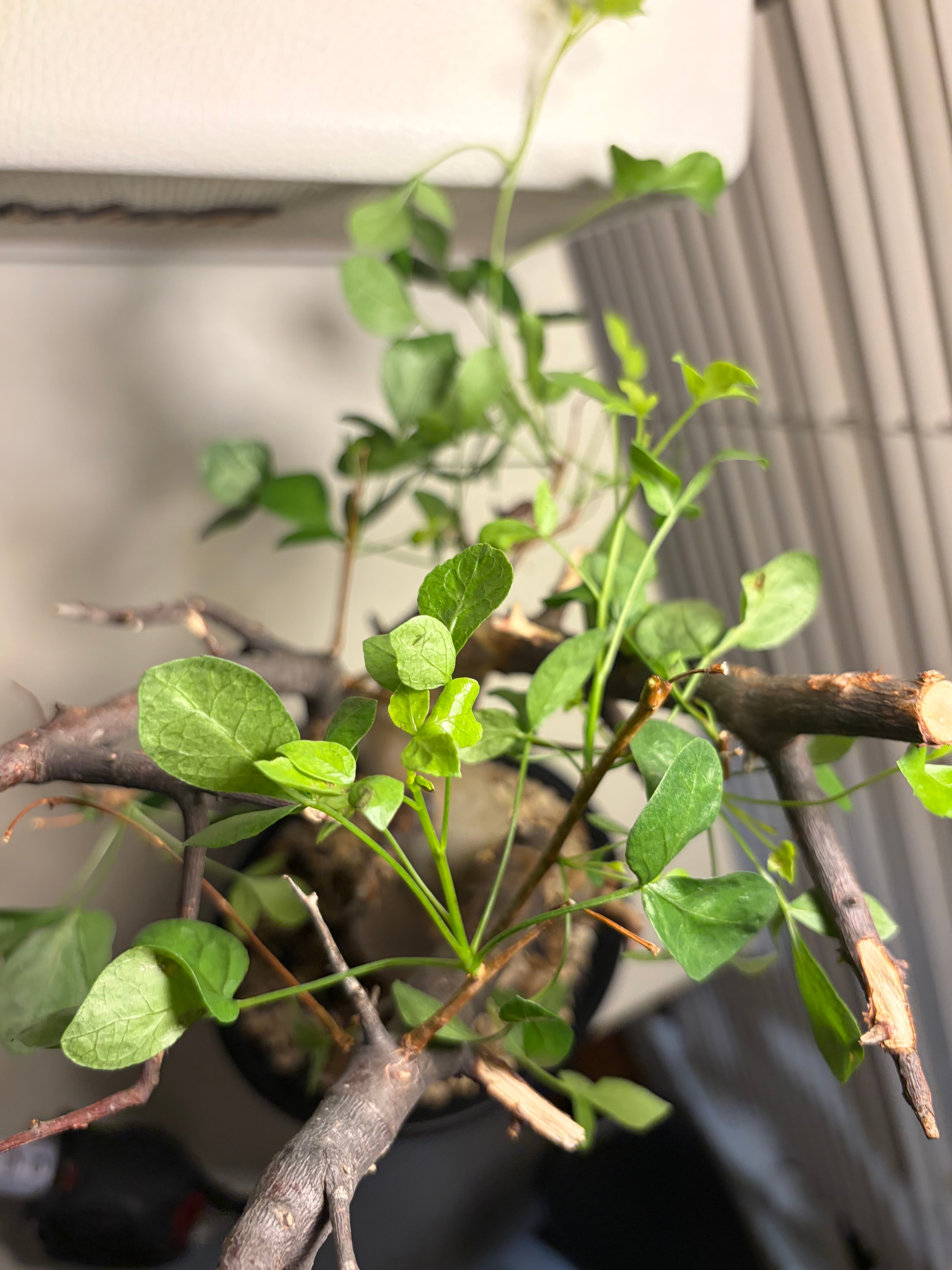コミフォラ カタフ ピュアソマリア Commiphora アデニア アクレアータ