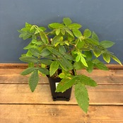 【クリアランスセール対象商品】ブルセラ ビカラー【904】【再撮影】【◇】