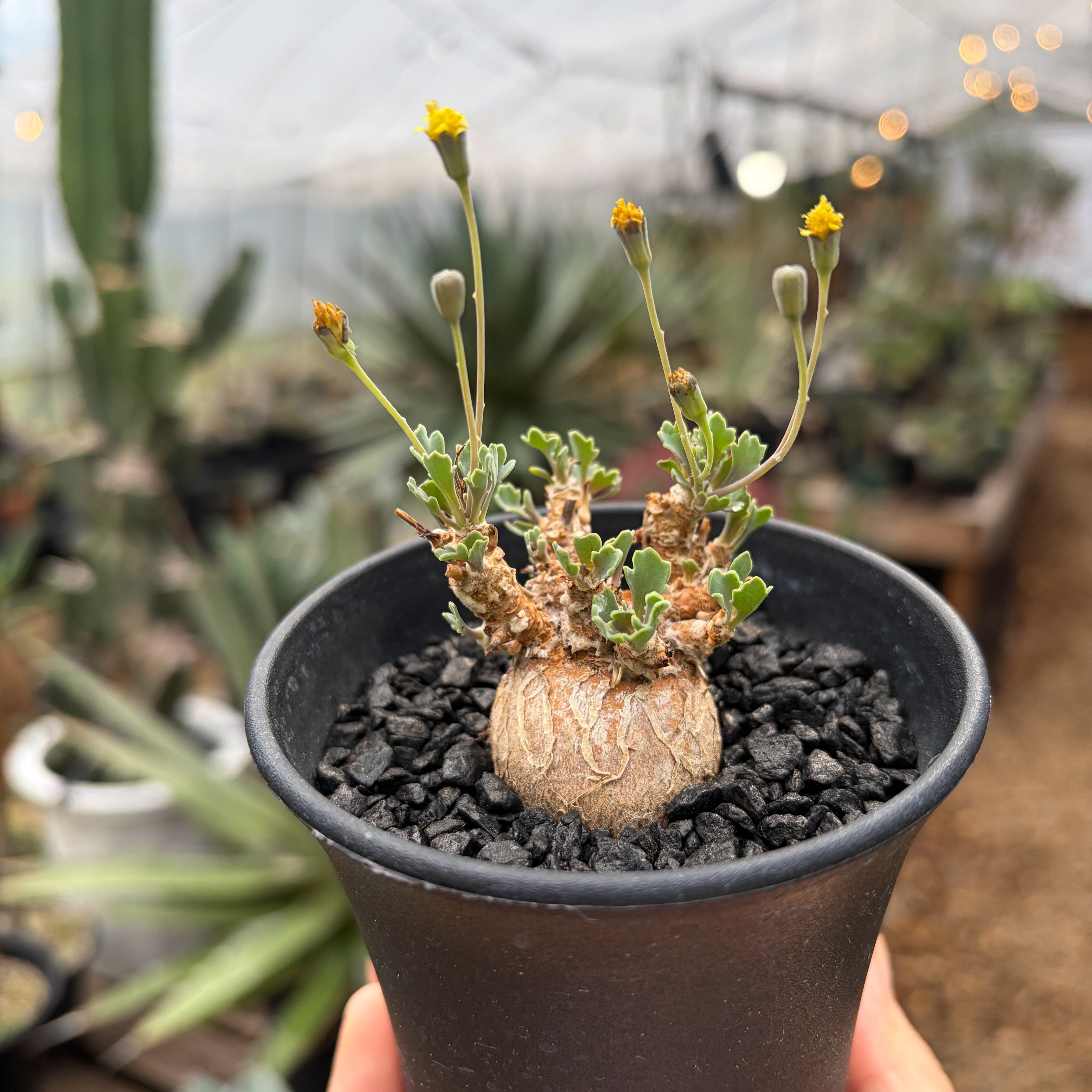 Othonna steinkopf×euphorbioides【スタインコフ×ユーフォルビオイデス