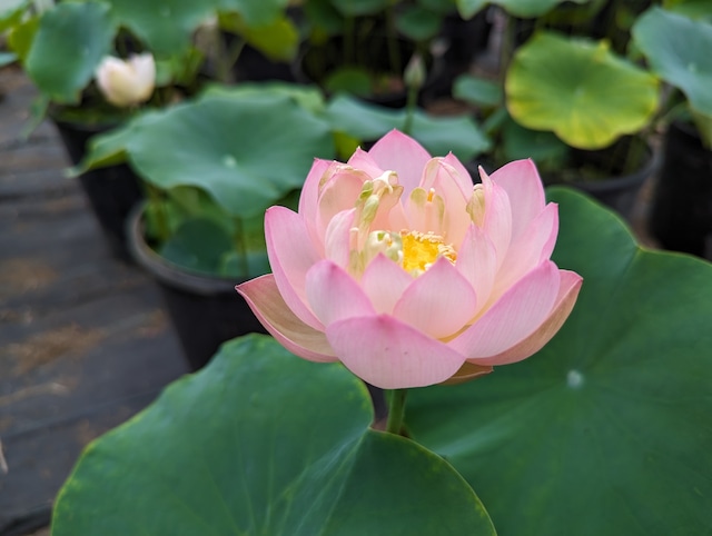 花嫁・苗(肥料付き)