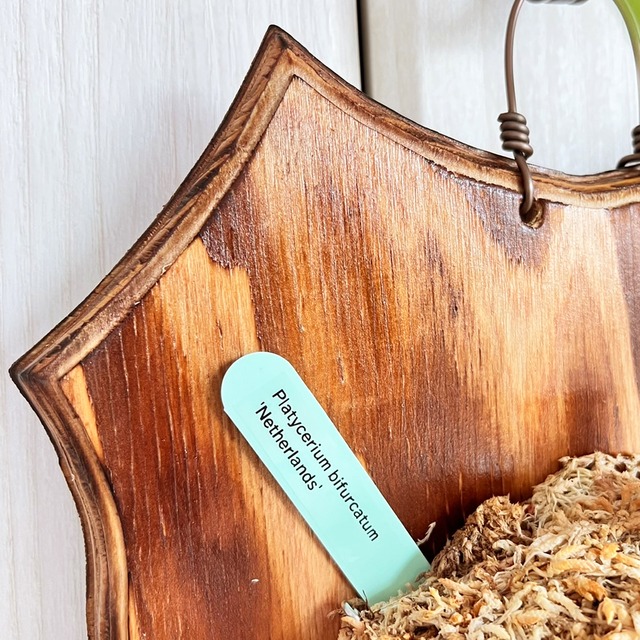 ビカクシダ ネザーランド 板付 【観葉植物 室内 コウモリラン】