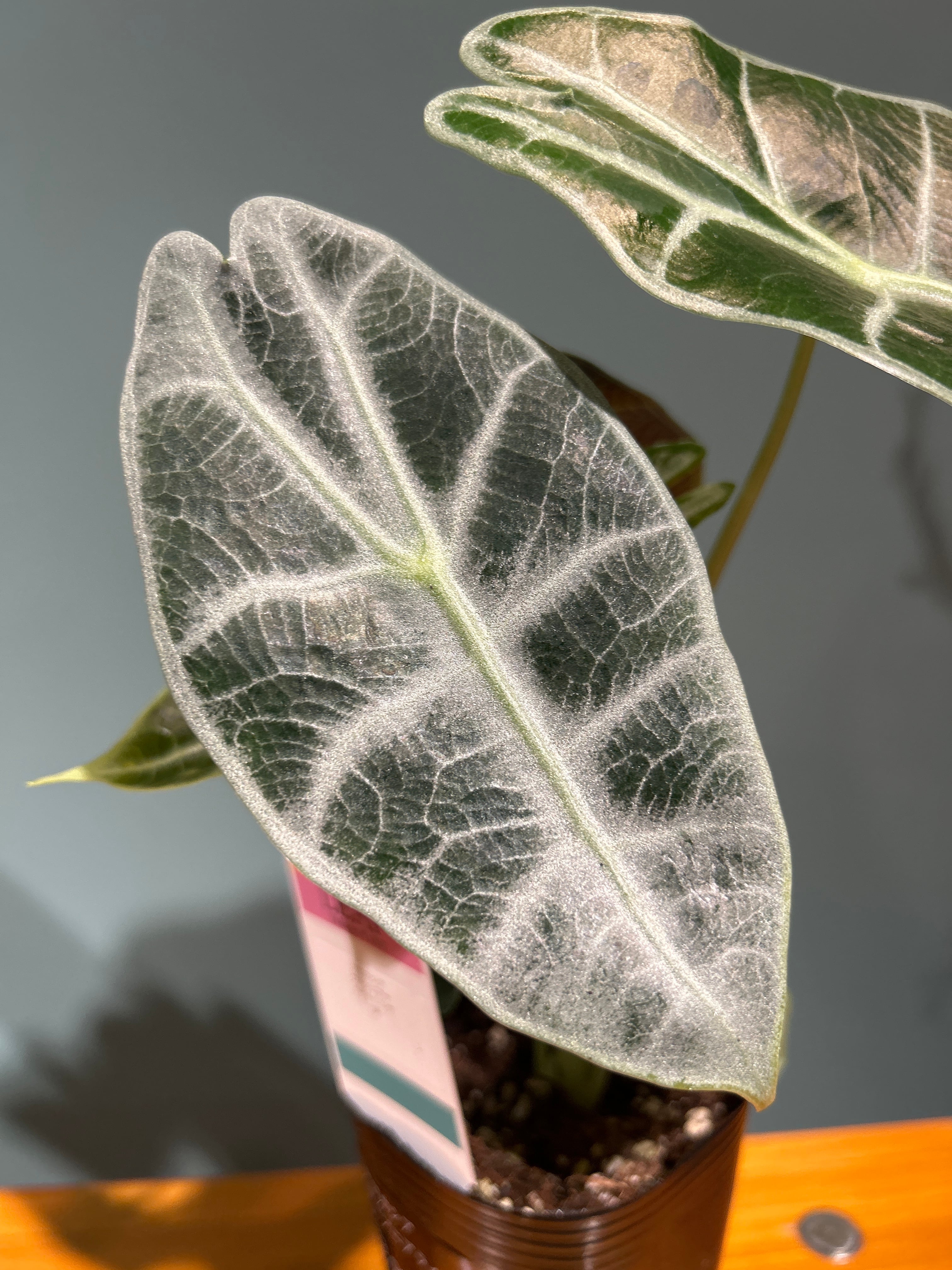 アロカシア ワトソニアナライトニング3号 | 植物との暮らし apricot