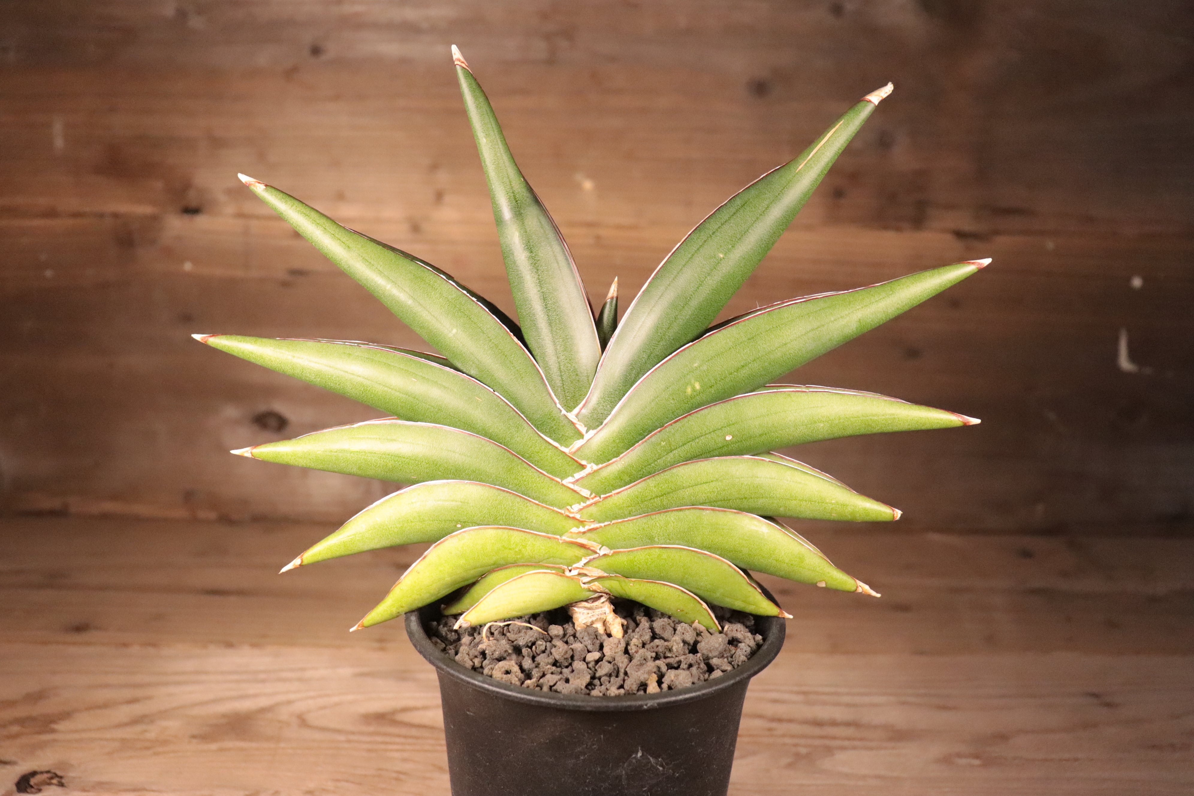 送料無料】Sansevieria 'Sawasdee'〔サンセベリア〕現品発送S0017