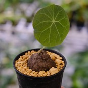 Stephania kaweesakii / ステファニア カウィーサキー⑧ / 観葉植物