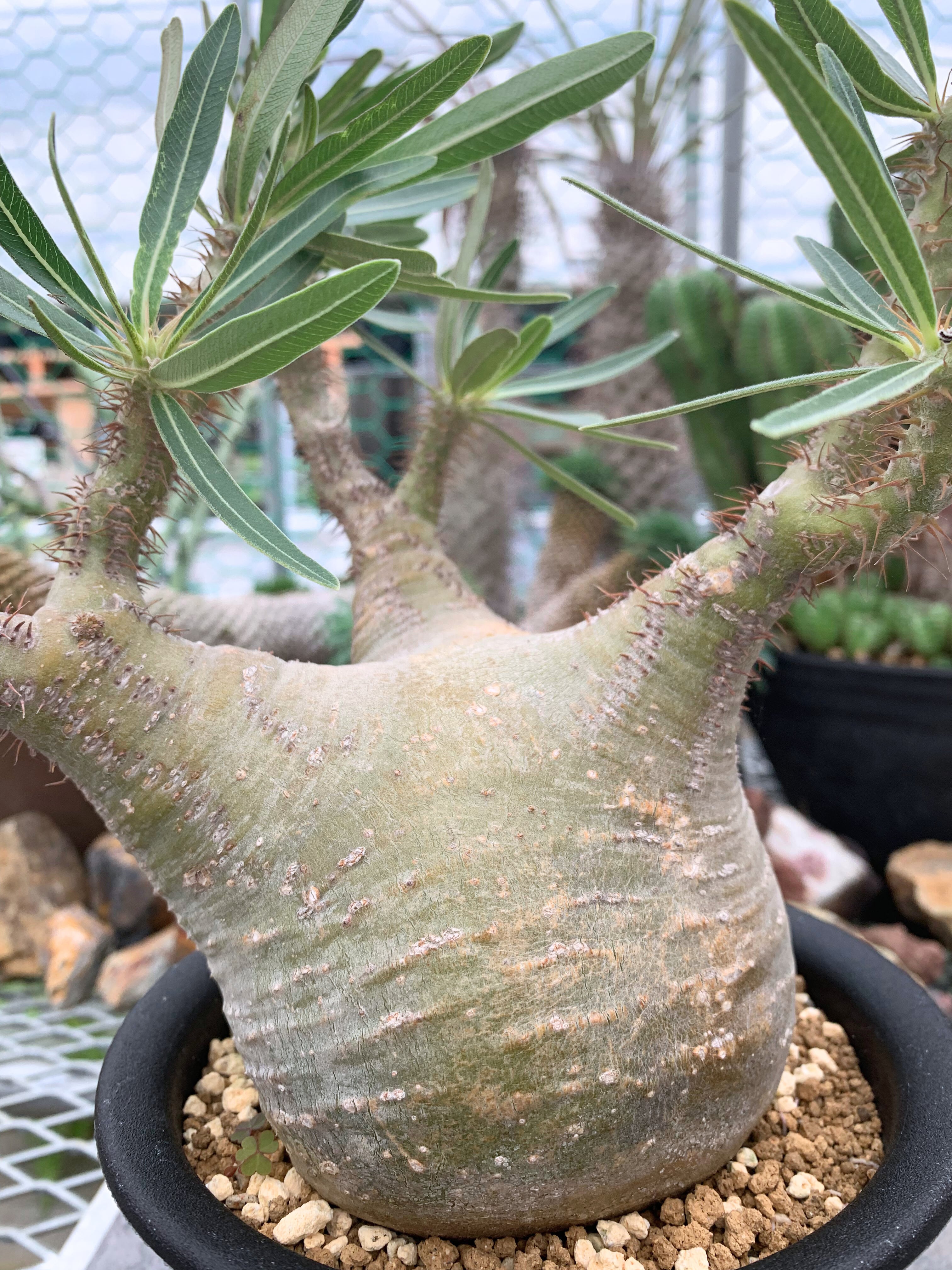 パキポディウム グラキリス P018【送料着払い】 | CACTUS330